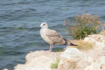 Marine gull