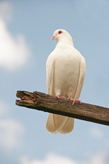 Dove on a perch