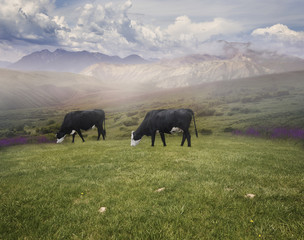 Grazing Cows