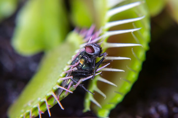 Venusfliegenfalle