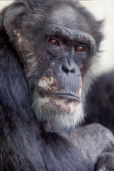 Western Lowland Gorilla portrait