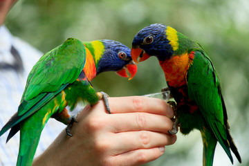 Rainbow Lorikeet Parrot