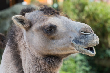 Funny looking dromedary, relaxing in the sand