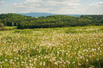 Dandelion field