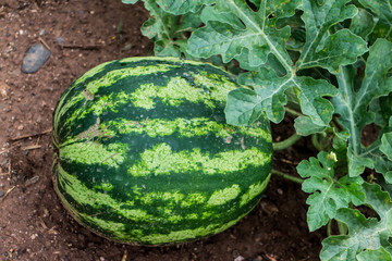 mediterranean watermelon in garden