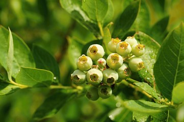 Fototapeta premium Unripe blueberries with dew