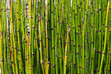 Texture of Mini Bamboo green color.