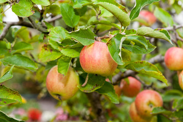 Red apples on apple tree branch