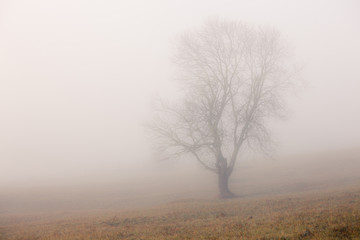 Obraz na płótnie Canvas Lonely tree at foggy morning