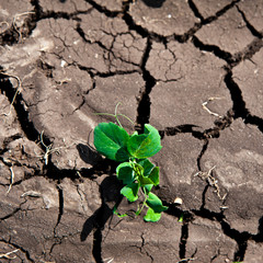 green from dought