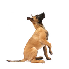 Tier Hund Welpe Malinois sitz Belgischer Schäferhund