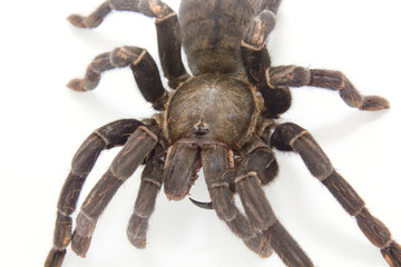 black spider