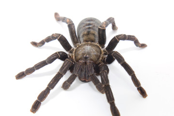 black spider