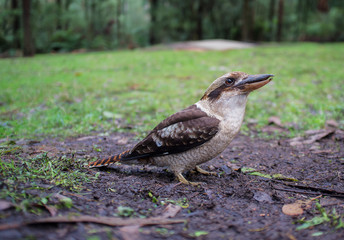 Laughing Kookaburra standing on the ground