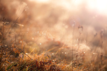 Autumn meadow