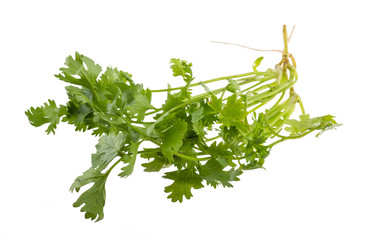 Coriander
