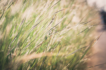 Little flower vintage