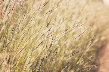 Little flower vintage