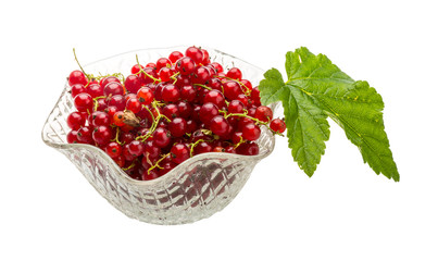 Red currant