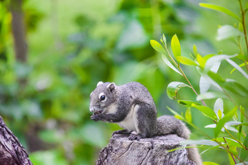 Asian grey squirrel eating a nut on the top of tree trunk in the