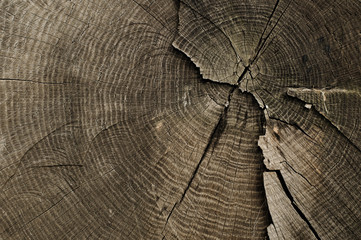 Fototapeta premium Old tree rings texture
