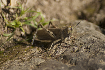 grasshopper with a single antenna