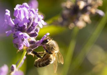 Biene an Lavendel
