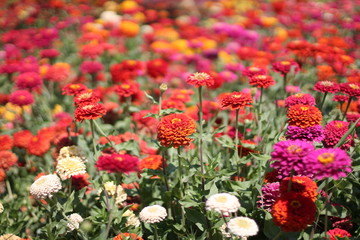 Dahlia field