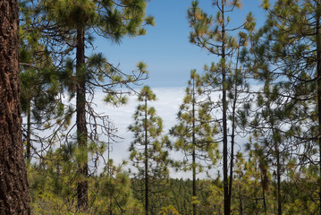 Mountain landscape, Teide, Tenerife