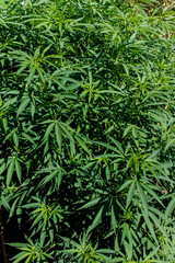 cannabis plant