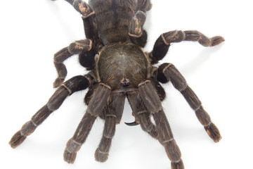 black spider