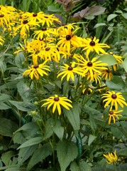 flowers of Black-eyed Susan plant