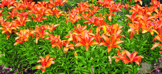 lily flowers pattern banner