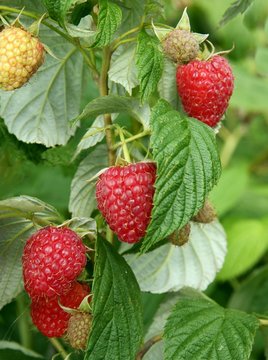 ripe raspberries on bush in a garden