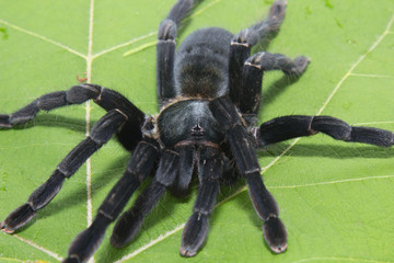 black spider