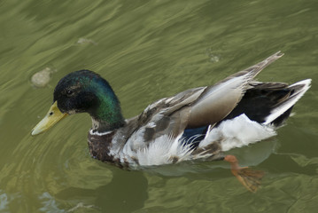 duck in the water