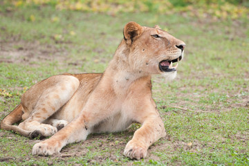 side view of a female lion lying in the savannah in east africa