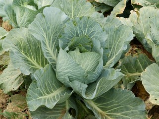 cabbage in a garden