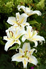 white and yellow flowers of lilies in a garden