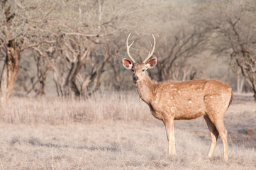 indian stag in the forest - national park ranthambore