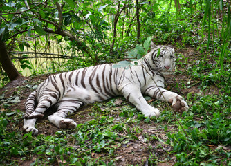 female white bengal tiger