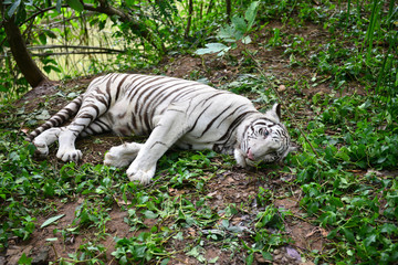female white bengal tiger