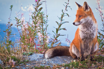 Portrait of a Fox: a friendly poser