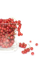 Red currants