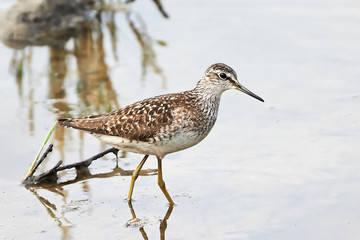 Wood Sandpiper (Tringa glareola)