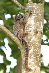 Common marmoset (Callithrix jacchus)