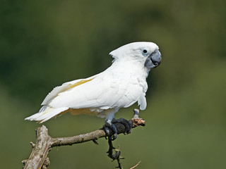 White Cockatoo (Cacatua alba)