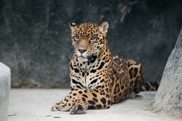 Foto op Plexiglas jaguar ( Panthera onca ) © anankkml