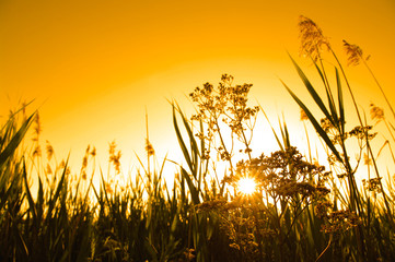Panele Szklane Podświetlane  Zachód słońca z krzakiem