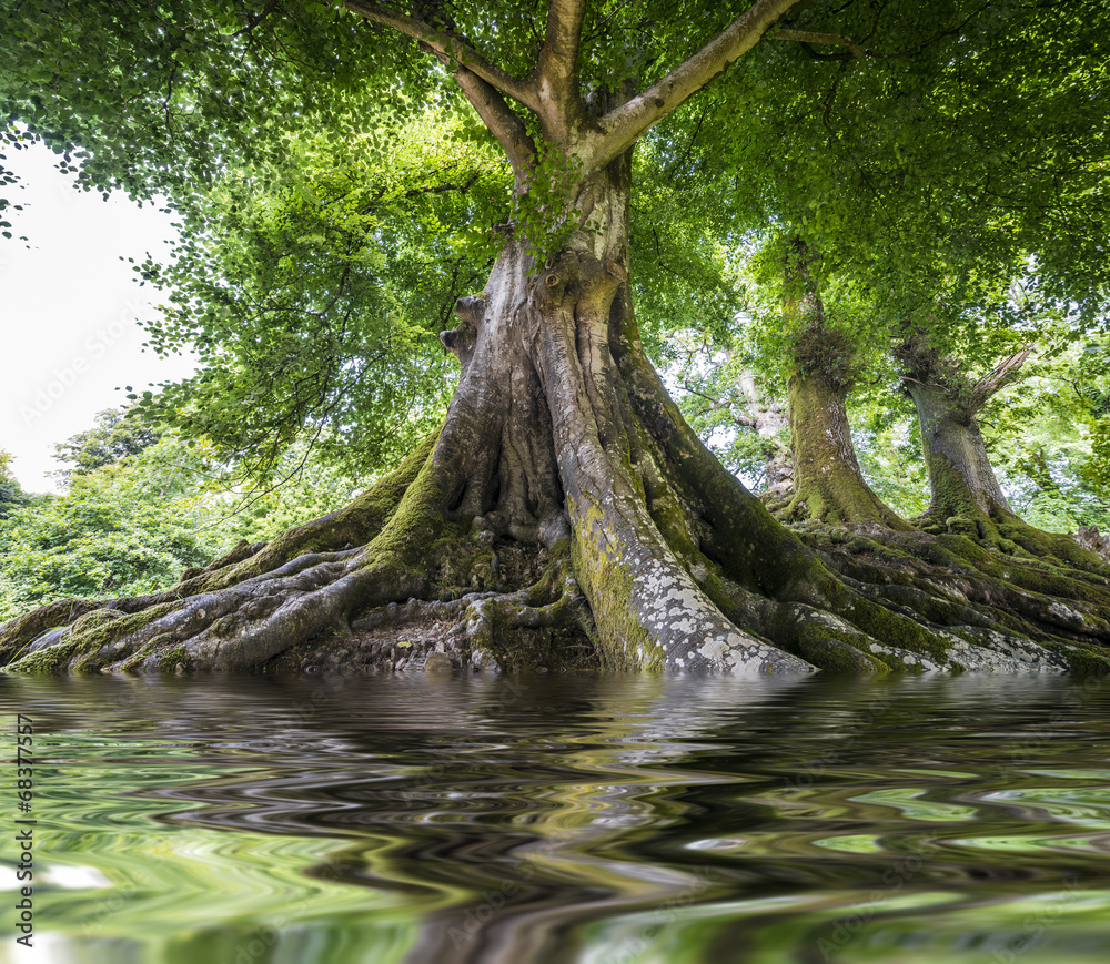 Wall mural big old tree and a river